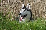 SIBERIAN HUSKY 304